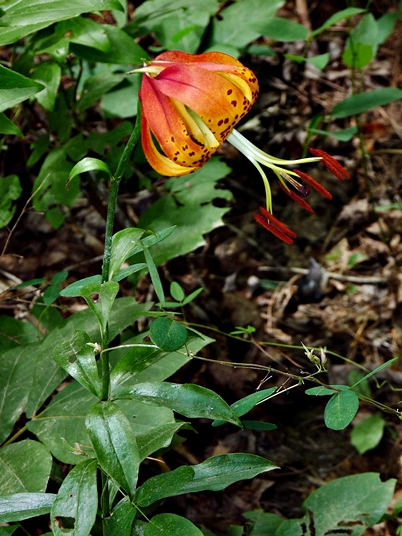 {Lilium michauxii}